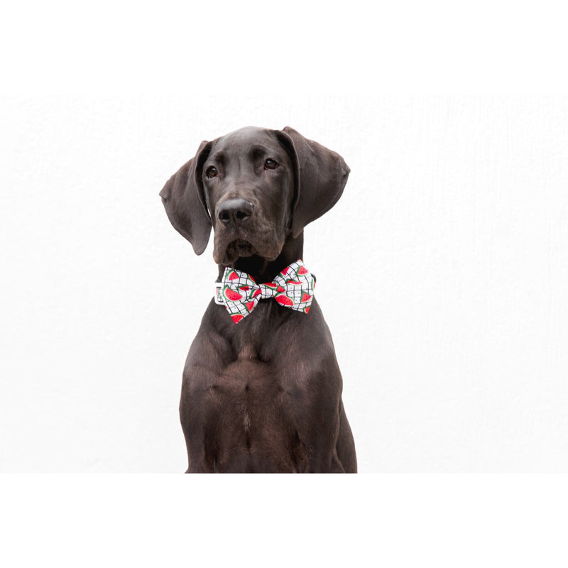 Dog Collar and Bow Tie with Neoprene Lining A Slice of Summer Watermelons