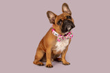 Dog Collar and Bow Tie Abso-Dragon-Fruity Dragonfruit