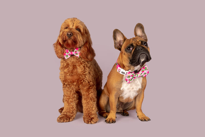 Dog Collar and Bow Tie Abso-Dragon-Fruity Dragonfruit
