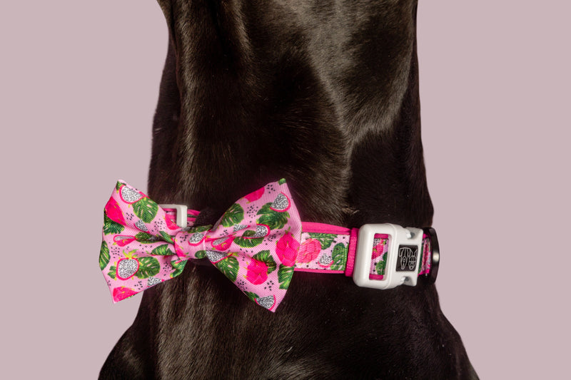 Dog Collar and Bow Tie Abso-Dragon-Fruity Dragonfruit