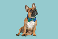 Dog Collar and Bow Tie Alien Invasion