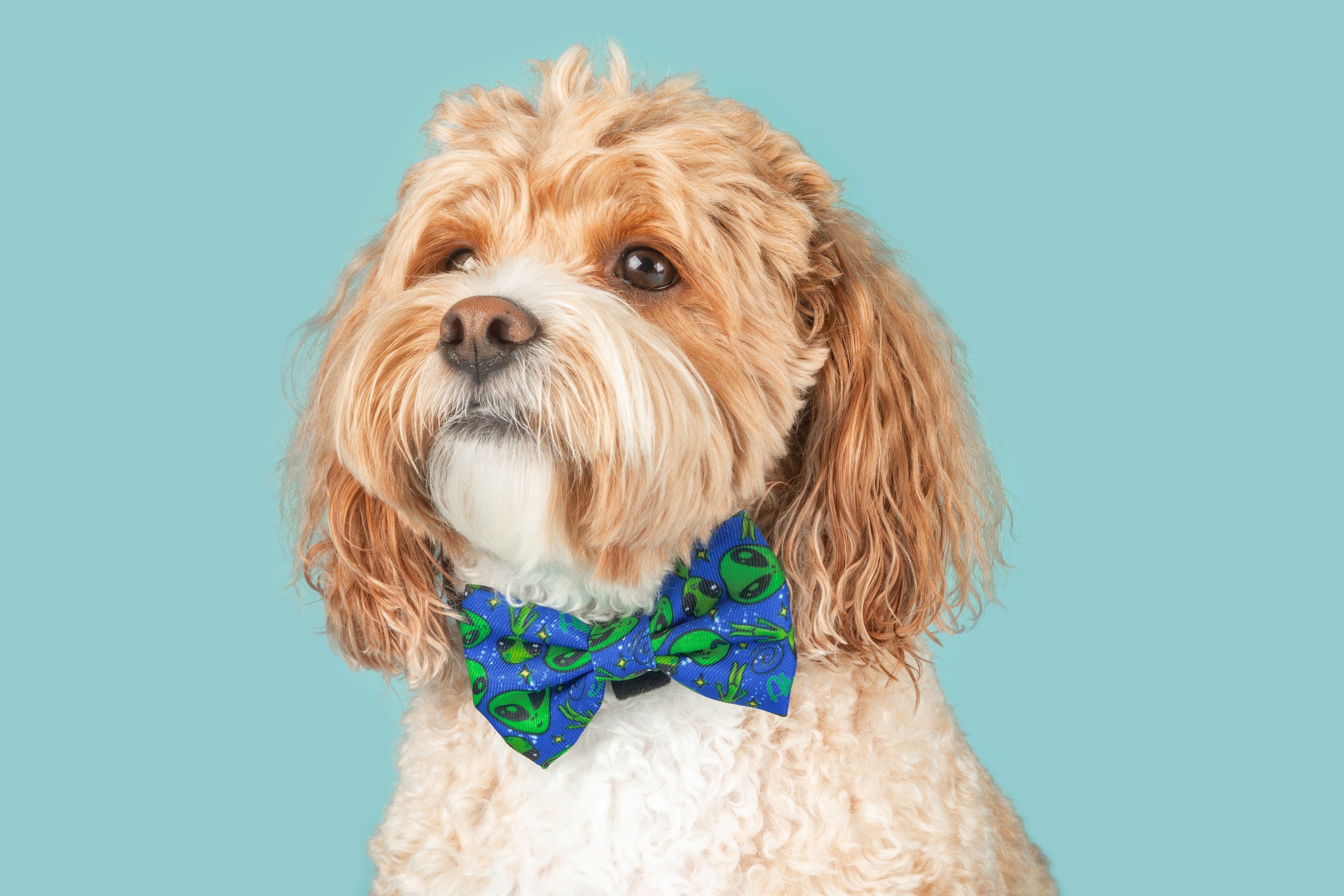 bow tie with dogs on it