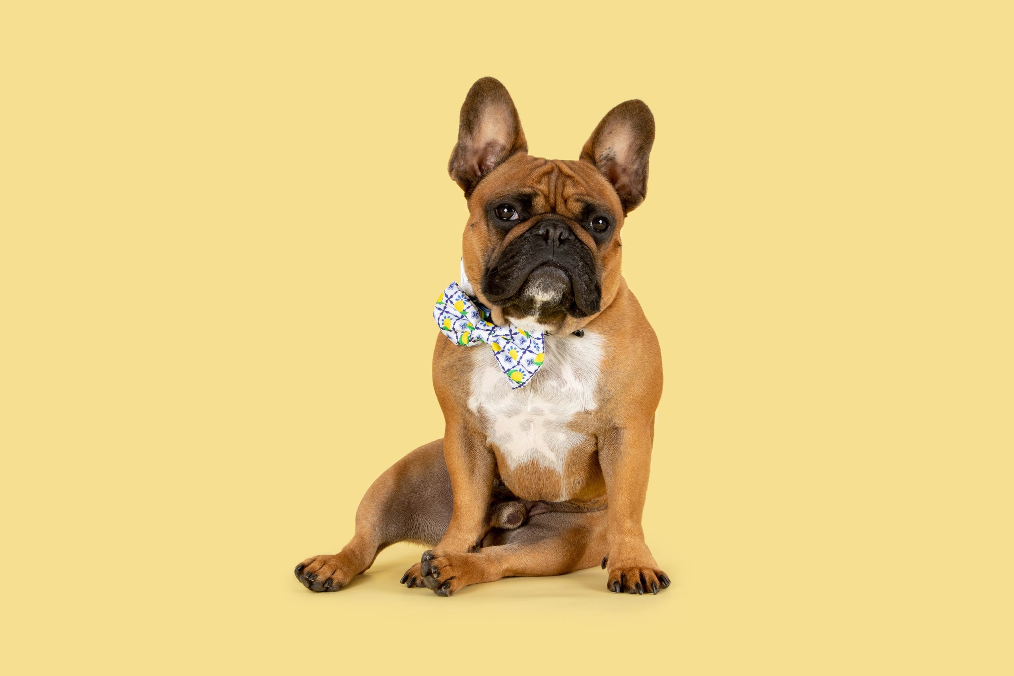 Dog Collar and Bow Tie Amalfi Coast Lemons Italy Yellow Blue Tiles