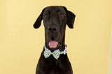 Dog Collar and Bow Tie Amalfi Coast Lemons Italy Yellow Blue Tiles