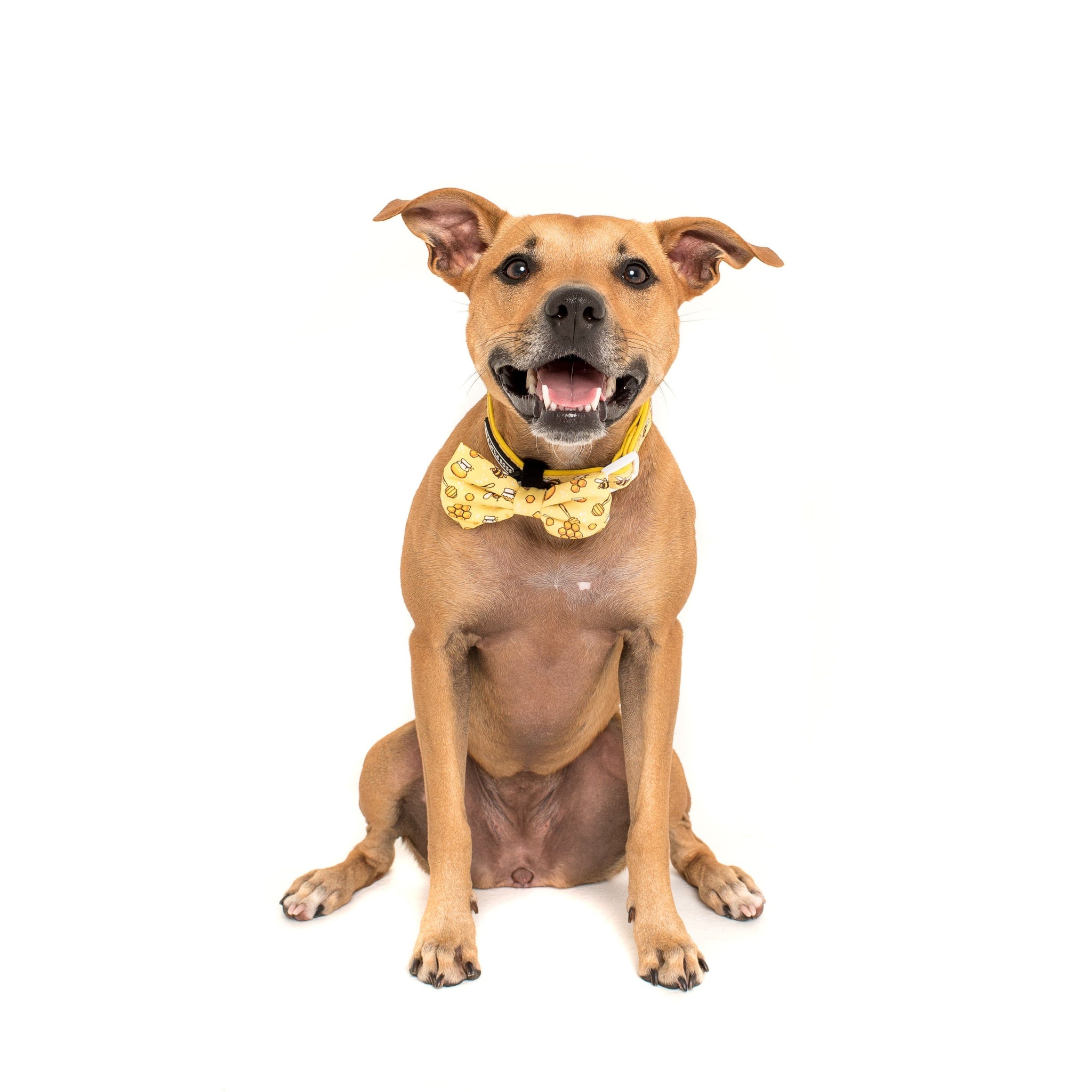 Comfort Dog Collar and Bow Tie Bee-Hiving Bees