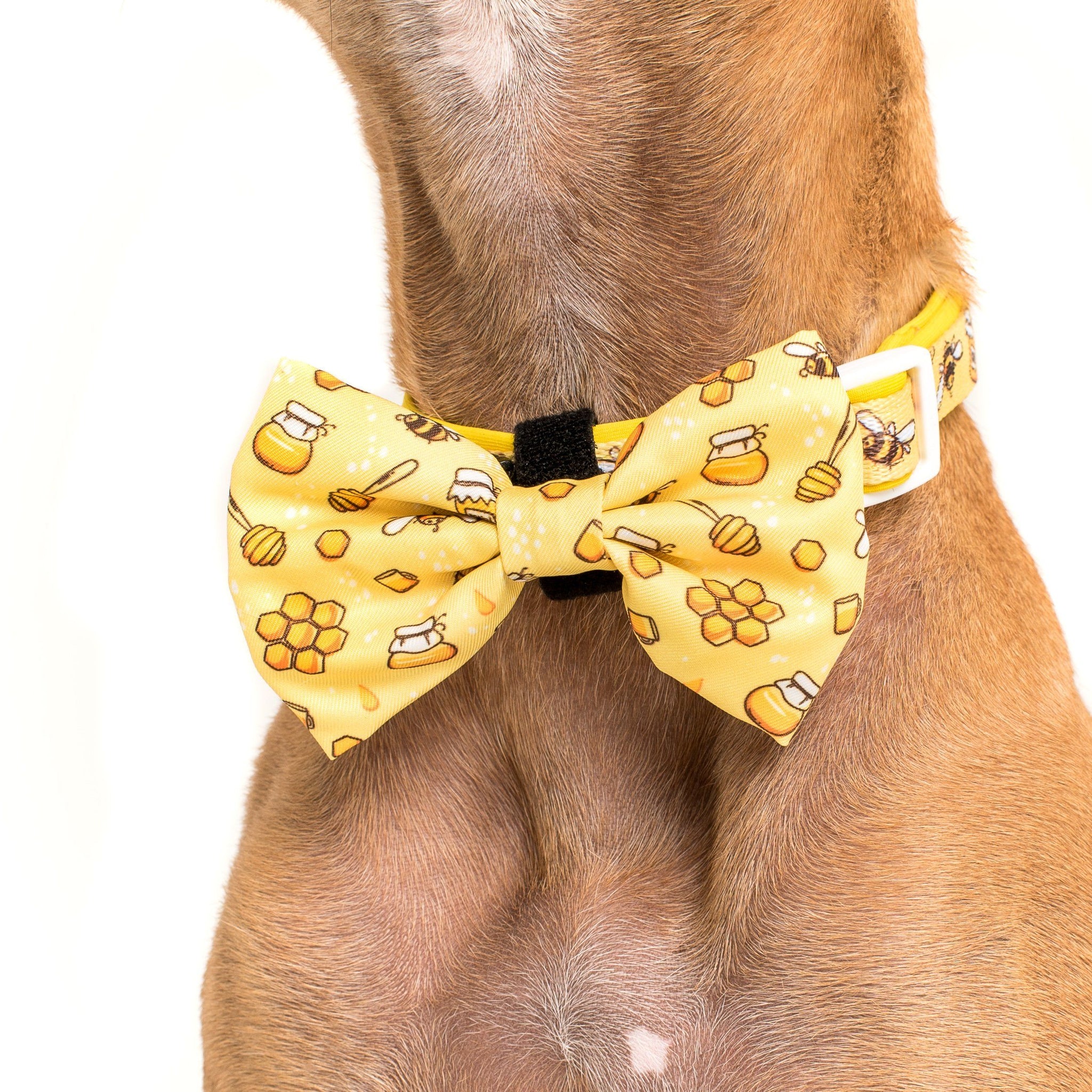 Comfort Dog Collar and Bow Tie Bee-Hiving Bees