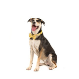 Comfort Dog Collar and Bow Tie Bee-Hiving Bees