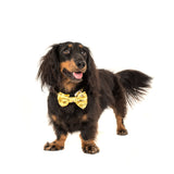 Comfort Dog Collar and Bow Tie Bee-Hiving Bees