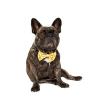 Comfort Dog Collar and Bow Tie Bee-Hiving Bees