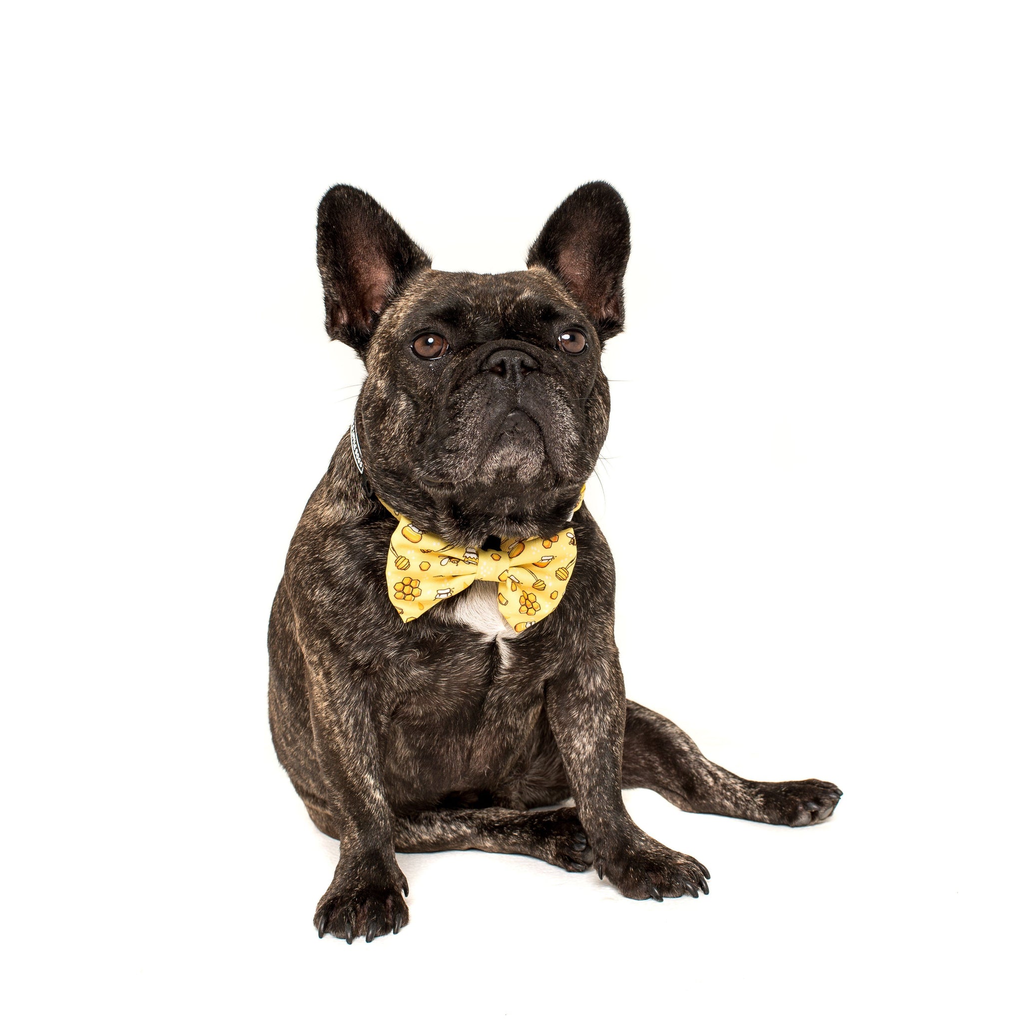 Comfort Dog Collar and Bow Tie Bee-Hiving Bees