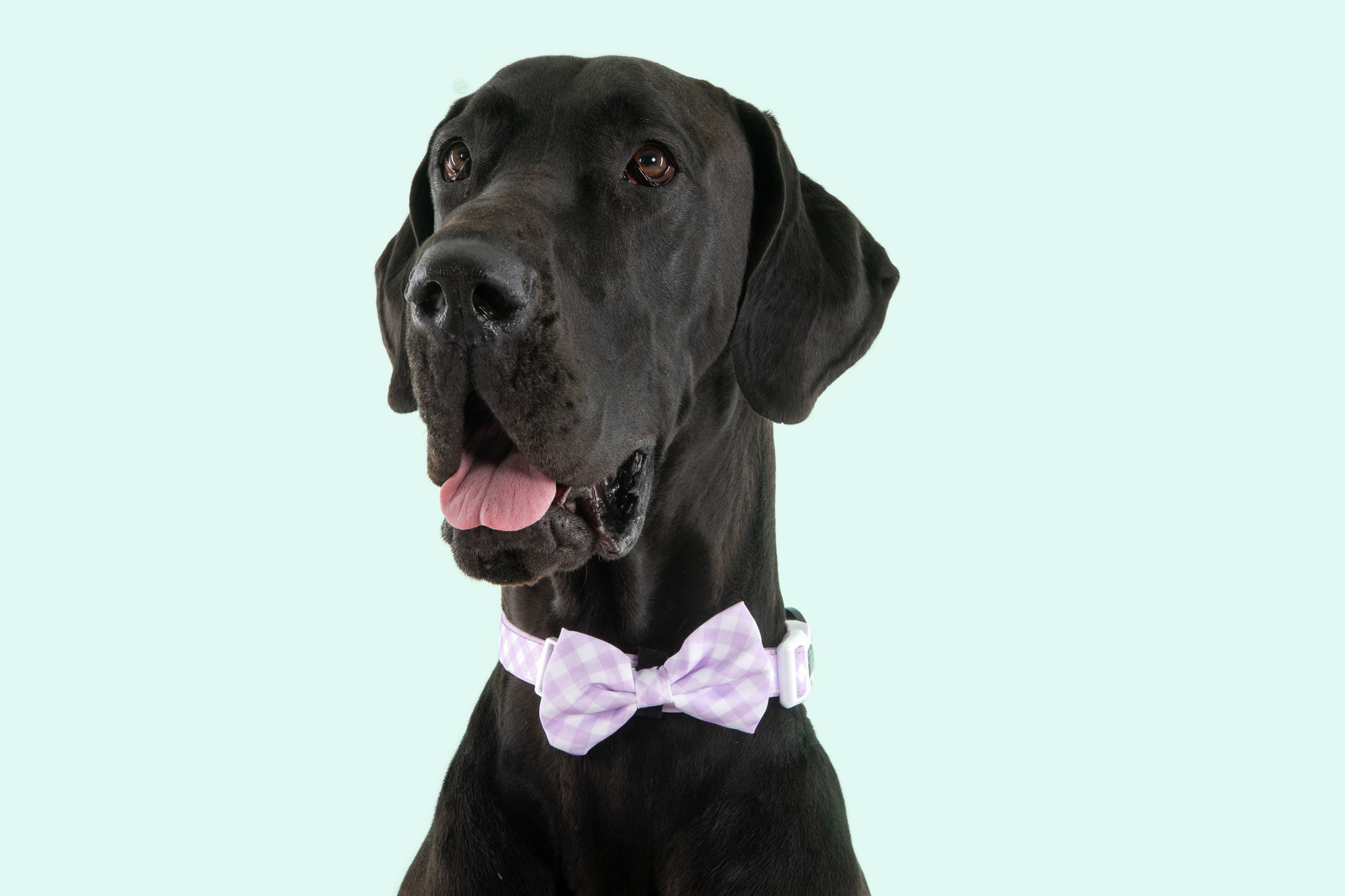 Dog Collar and Bow Time Berry Purple Gingham