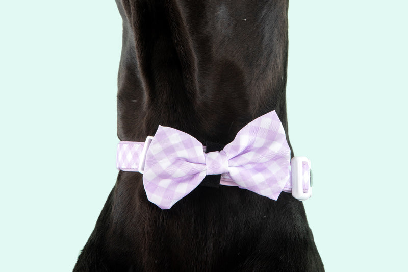 Dog Collar and Bow Time Berry Purple Gingham
