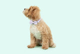 Dog Collar and Bow Time Berry Purple Gingham