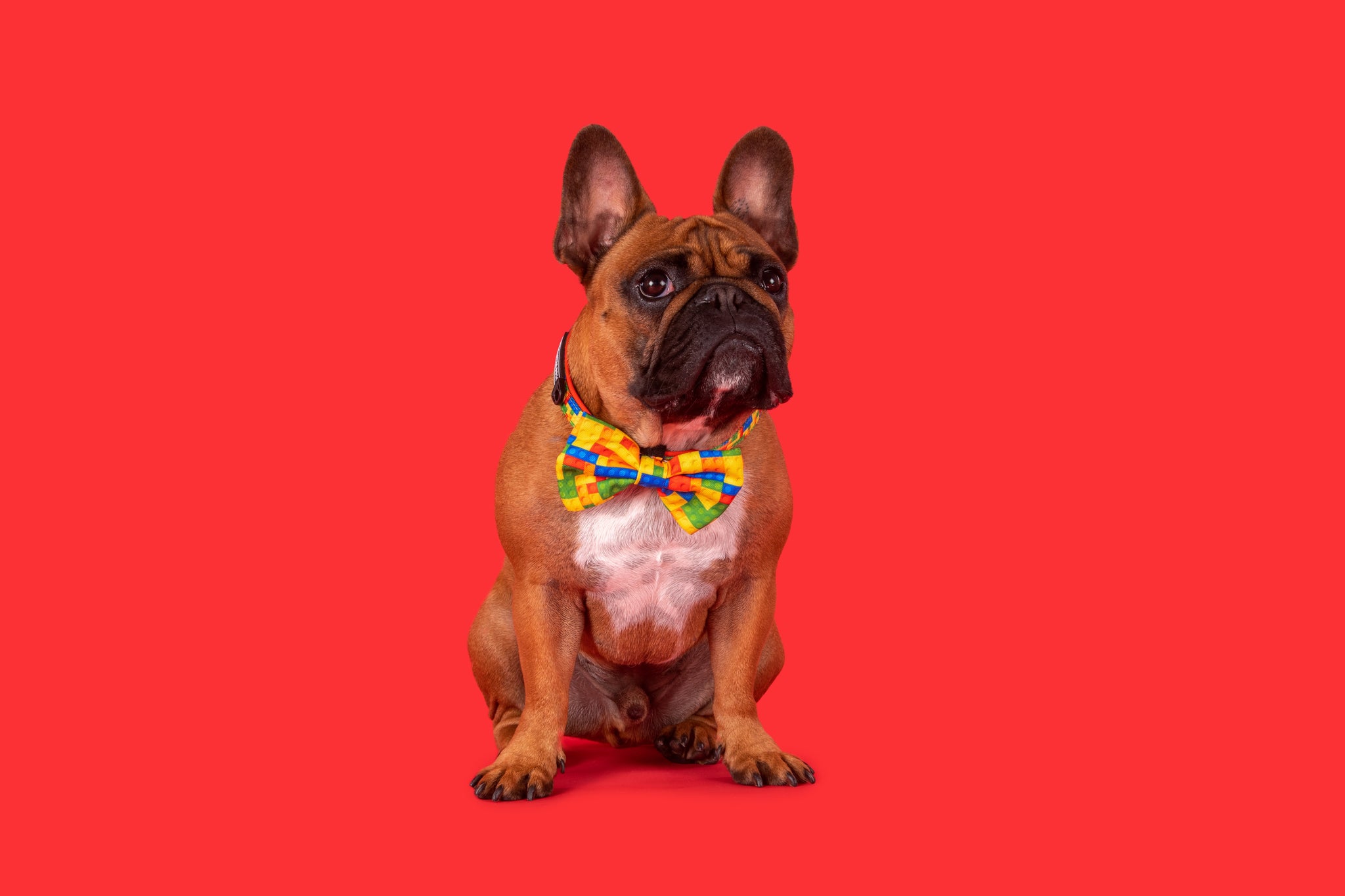 Dog Collar and Bow Tie Blocktastic