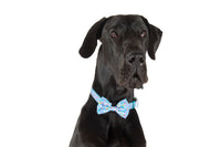 Dog Collar and Bow Tie Neoprene Lining Blue Confetti Birthday