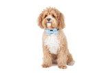 Dog Collar and Bow Tie Neoprene Lining Blue Confetti Birthday