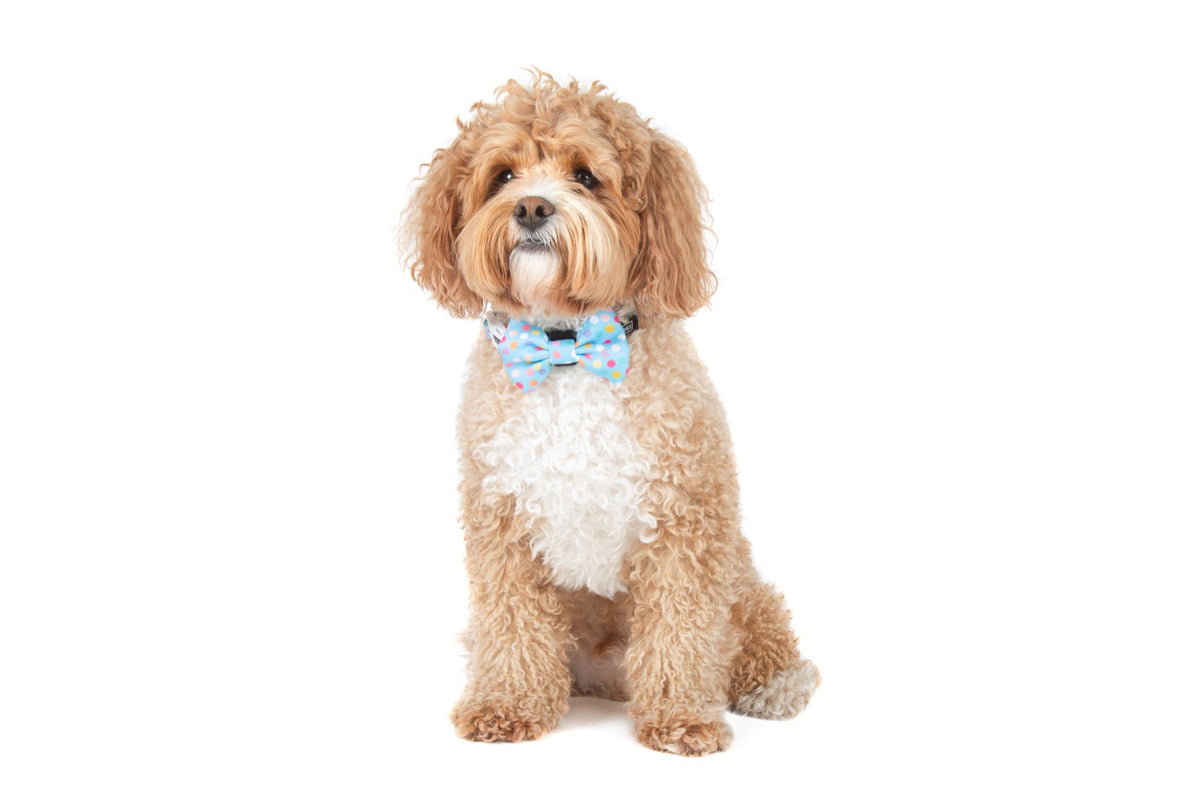 Dog Collar and Bow Tie Neoprene Lining Blue Confetti Birthday