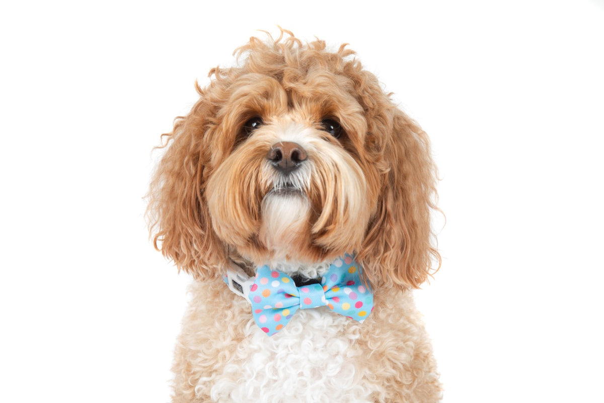Dog Collar and Bow Tie Neoprene Lining Blue Confetti Birthday