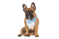 Dog Collar and Bow Tie Neoprene Lining Blue Confetti Birthday