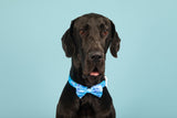 Dog Collar and Bow Tie Blue Me Away