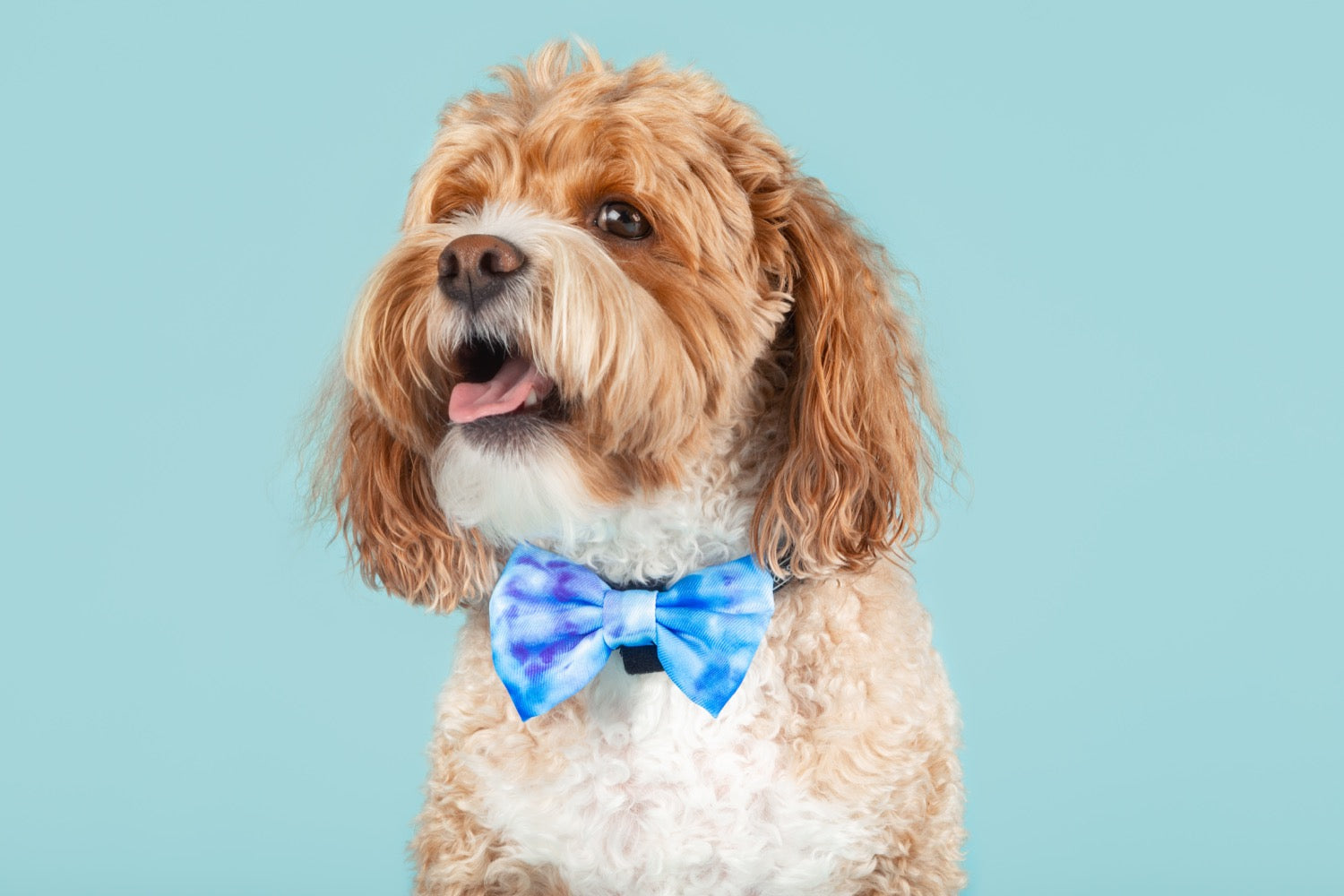 Dog Collar and Bow Tie Blue Me Away