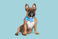 Dog Collar and Bow Tie Blue Me Away