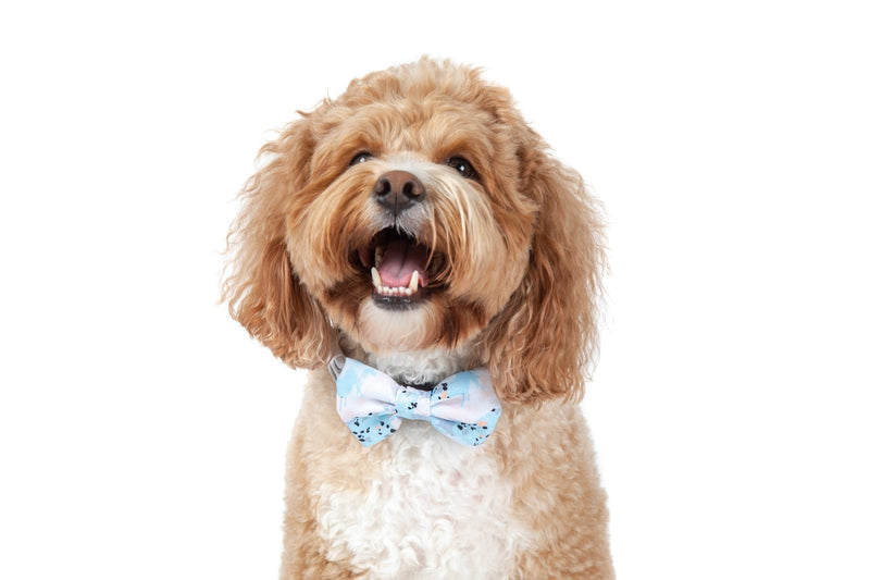 Dog Collar and Bow Tie Blue Splatter Terrazzo