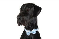 Dog Collar and Bow Tie Blue Splatter Terrazzo