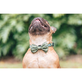 Dog Collar and Bow Tie Camouflaged