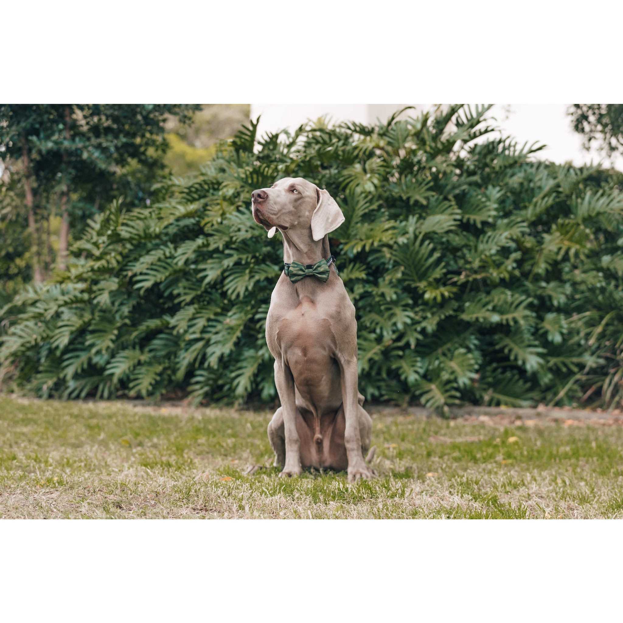 Dog Collar and Bow Tie Camouflaged