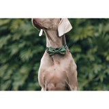 Dog Collar and Bow Tie Camouflaged