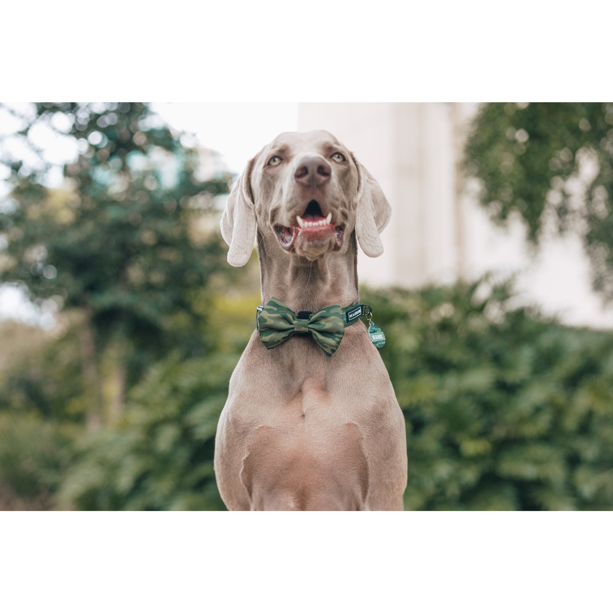 Dog Collar and Bow Tie Camouflaged