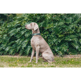 Dog Collar and Bow Tie Camouflaged