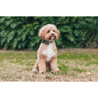 Dog Collar and Bow Tie Camouflaged