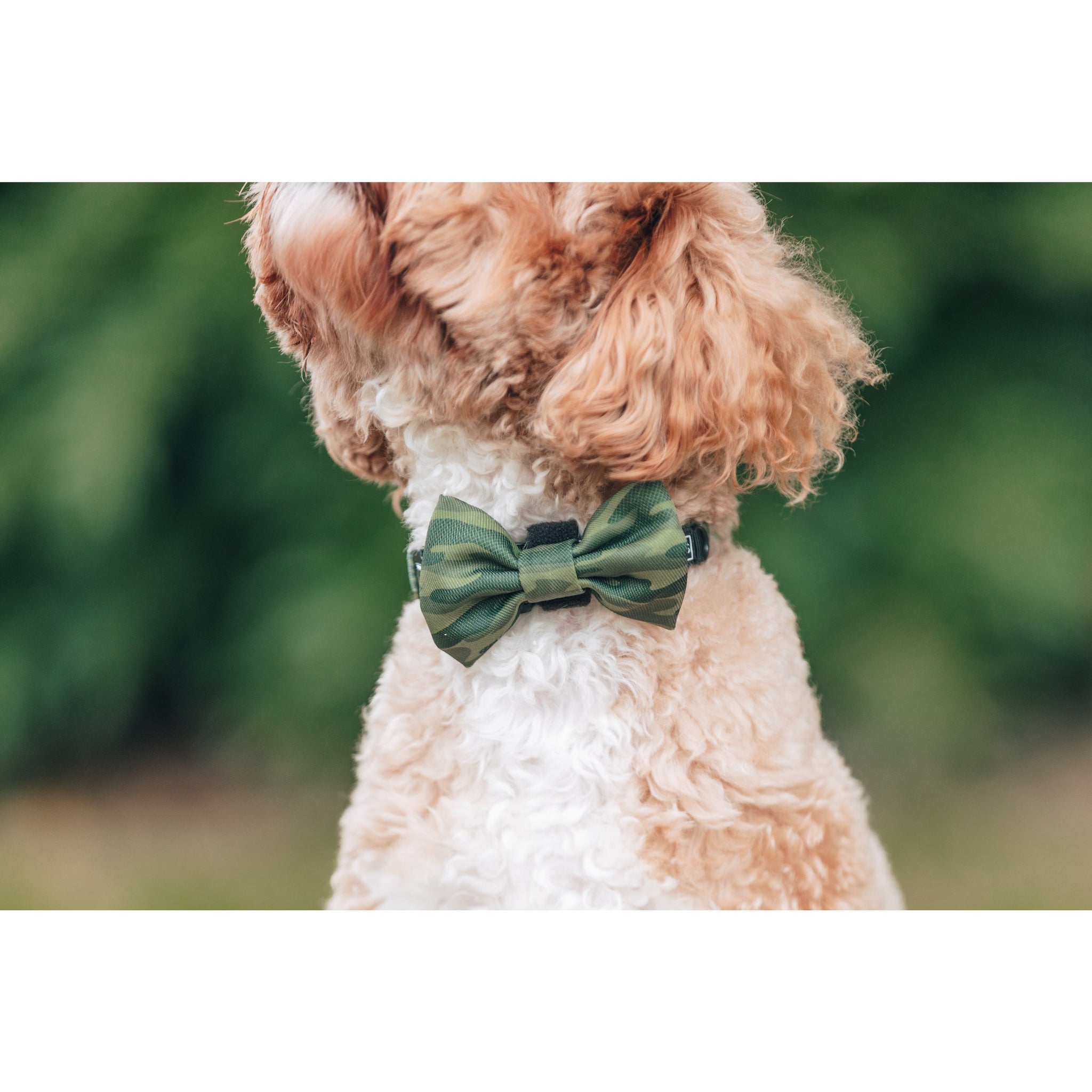 Dog Collar and Bow Tie Camouflaged