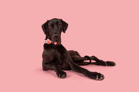 DOG COLLAR & BOW TIE: Check Yo'Self {FINAL SALE}