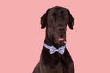 DOG COLLAR & BOW TIE: Cloudland {FINAL SALE}