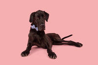 DOG COLLAR & BOW TIE: Cloudland {FINAL SALE}