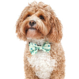 DOG COLLAR & BOW TIE: Crikey Croc {FINAL SALE}