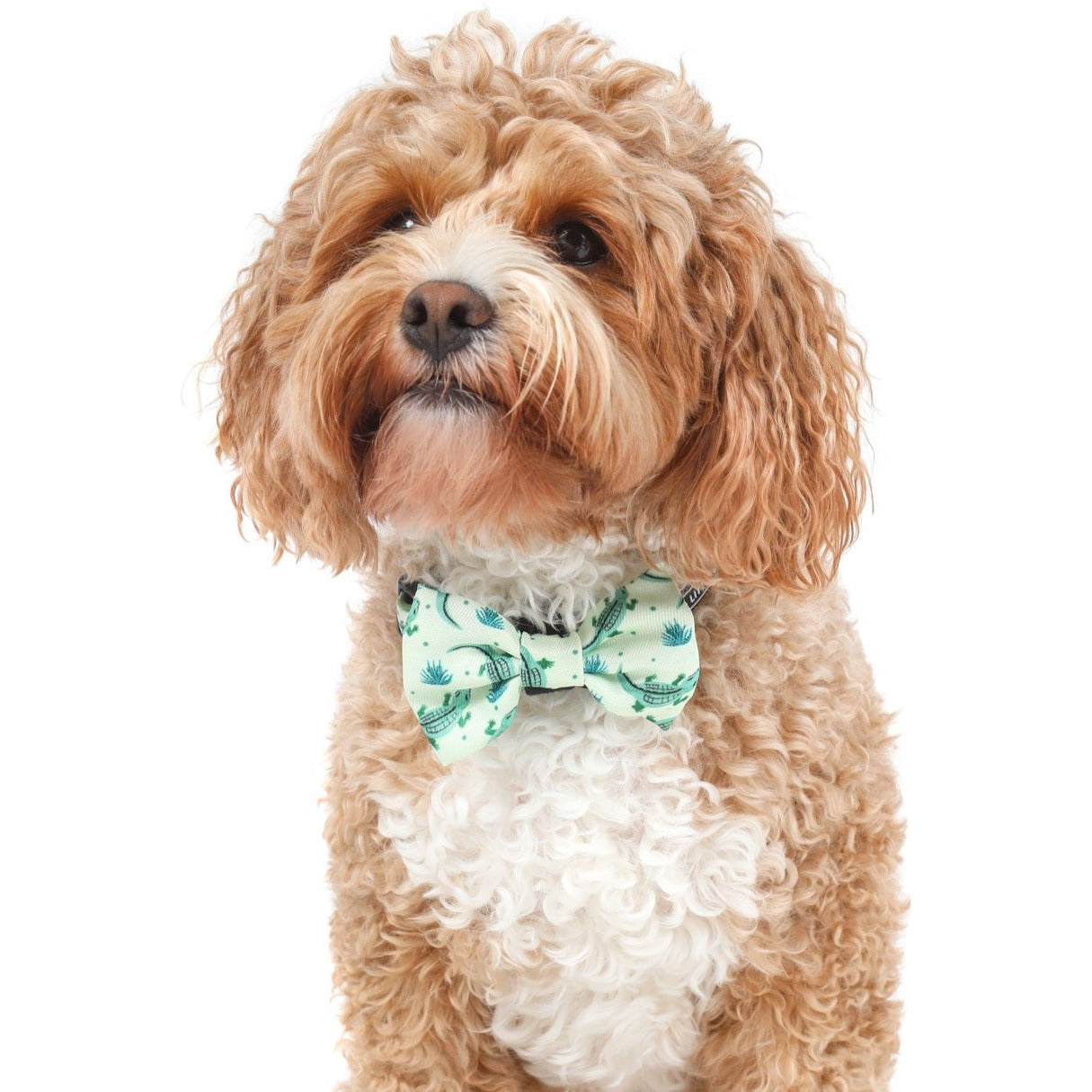 DOG COLLAR & BOW TIE: Crikey Croc {FINAL SALE}