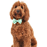 DOG COLLAR & BOW TIE: Crikey Croc {FINAL SALE}