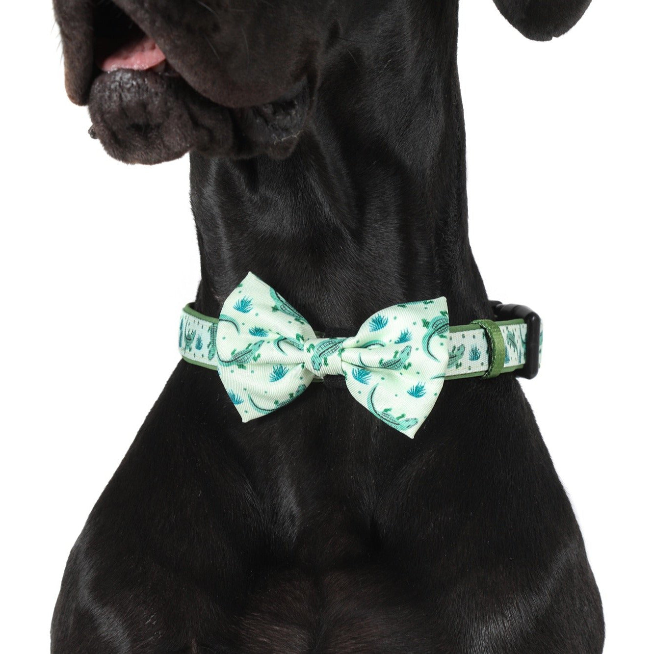 DOG COLLAR & BOW TIE: Crikey Croc {FINAL SALE}