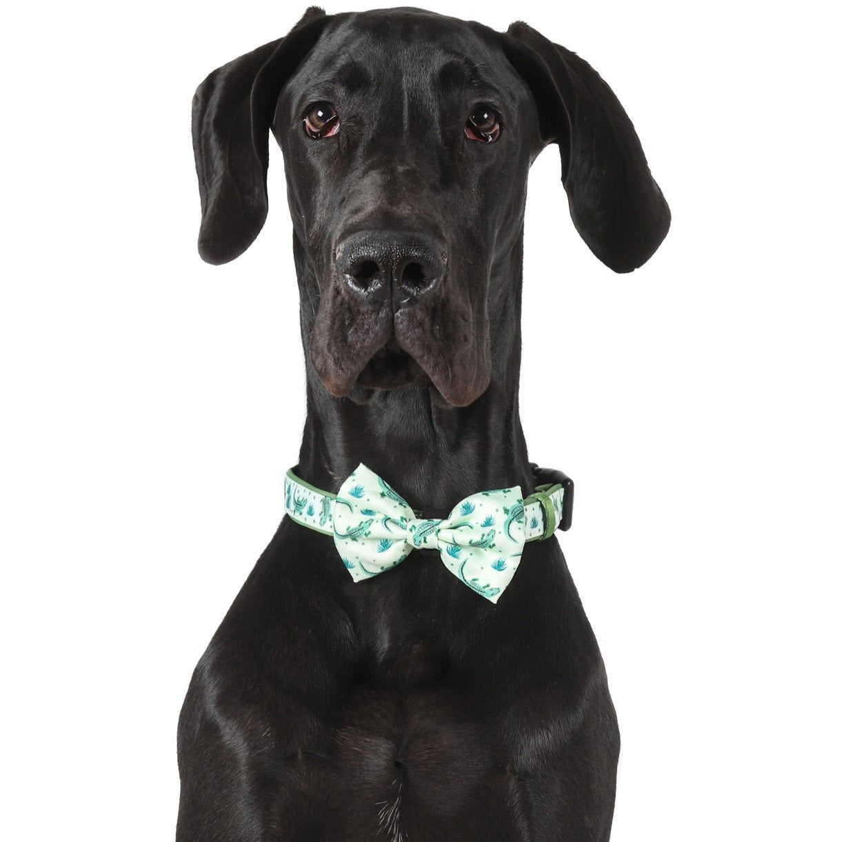 DOG COLLAR & BOW TIE: Crikey Croc {FINAL SALE}
