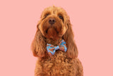 DOG COLLAR (+ BOW TIE option): Blue Fairy Bread