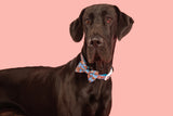 DOG COLLAR (+ BOW TIE option): Blue Fairy Bread