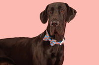 DOG COLLAR (+ BOW TIE option): Blue Fairy Bread