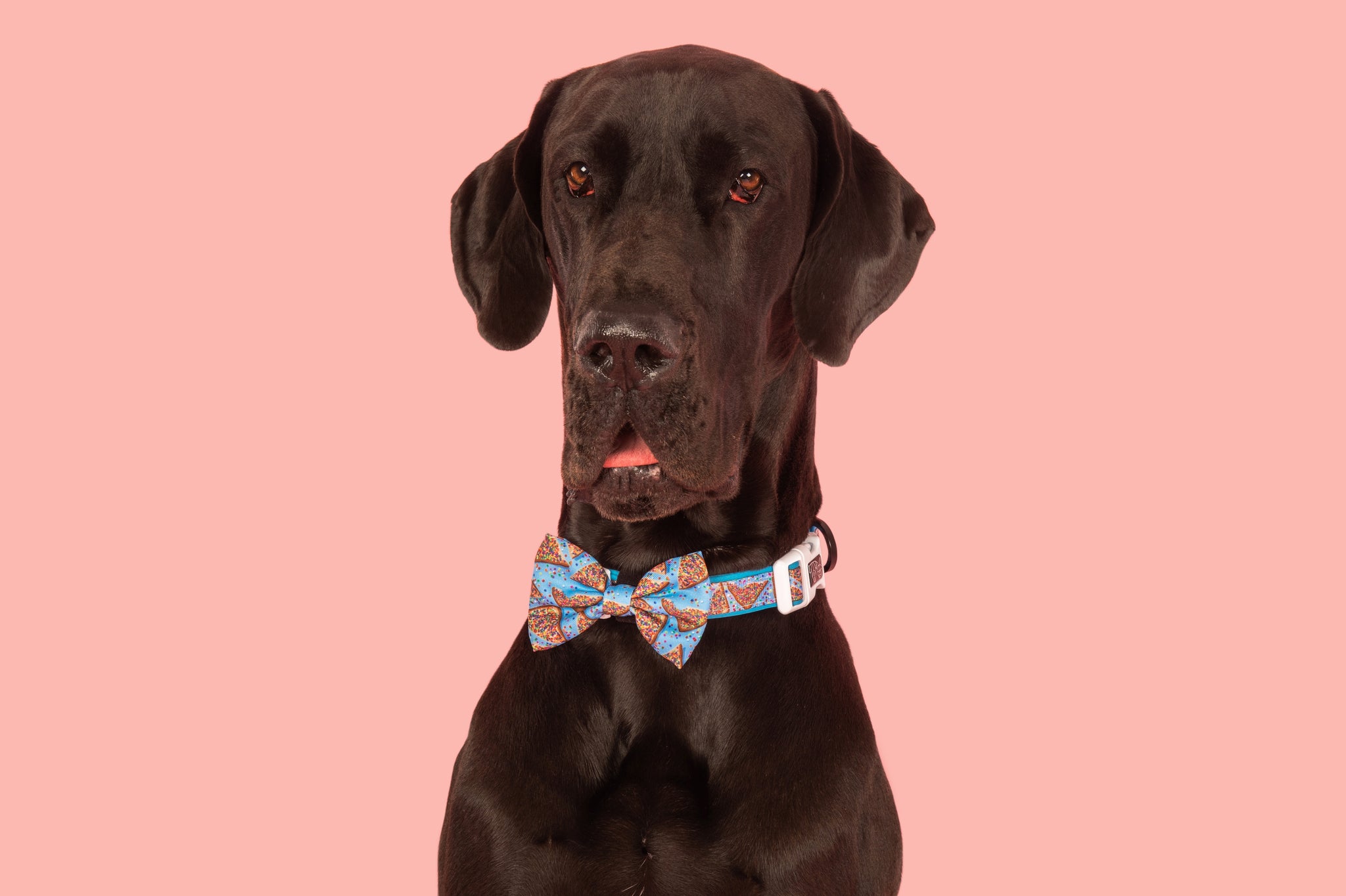 DOG COLLAR (+ BOW TIE option): Blue Fairy Bread