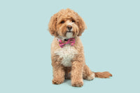 DOG COLLAR (+ BOW TIE option): Pink Fairy Bread