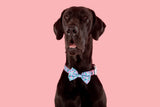 Dog Collar and Bow Tie Flocking Fabulous Flamingoes