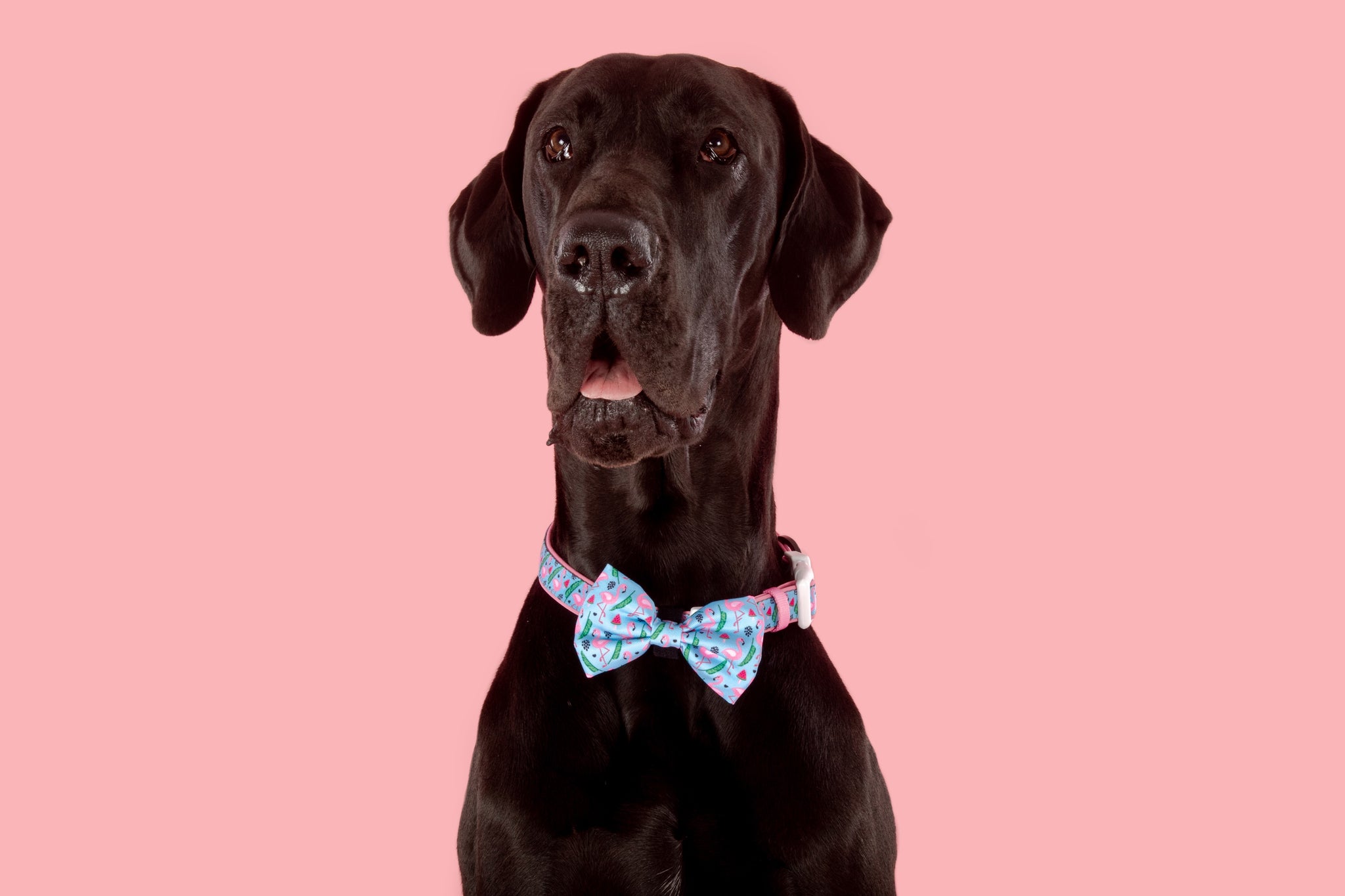 Dog Collar and Bow Tie Flocking Fabulous Flamingoes